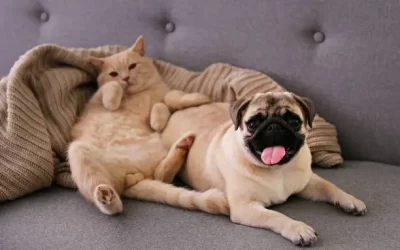Cute red Scottish fold cat & funny pug lying on grey textile sofa at home. Purebred short hair straight-eared kitty and lop-eared dog with sleepy sad face. Background, copy space, close up.